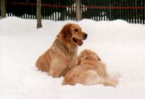Bonny (sitzt)freundet sich mit Abby an - Feb 2003